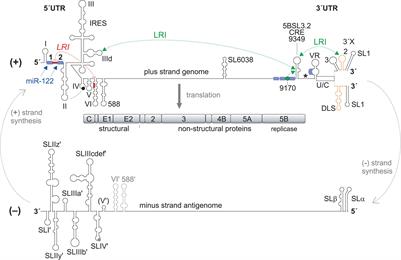 Signals Involved in Regulation of Hepatitis C Virus RNA Genome Translation and Replication